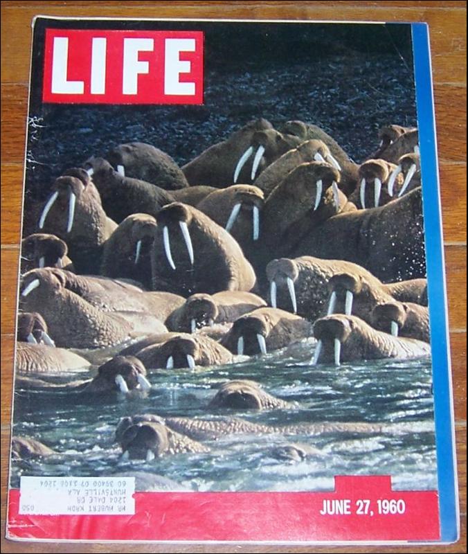 Life Magazine June 27, 1960 Alaskan Walrus on cover