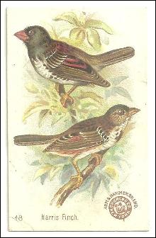 Victorian Trade Card for Arm and Hammer Beautiful Birds The Harris Finch #48
