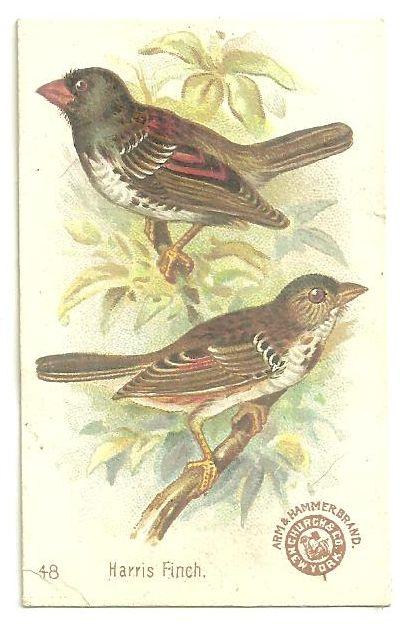 Victorian Trade Card for Arm and Hammer Beautiful Birds The Harris Finch #48
