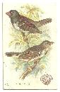 Victorian Trade Card for Arm and Hammer Beautiful Birds The Harris Finch #48