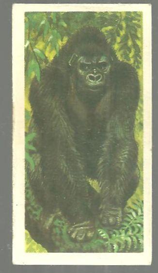 Vintage Brooke Bond Tea Card, London African Wild Life, Gorilla. #1 of Series