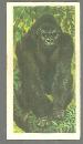 Vintage Brooke Bond Tea Card, London African Wild Life, Gorilla. #1 of Series