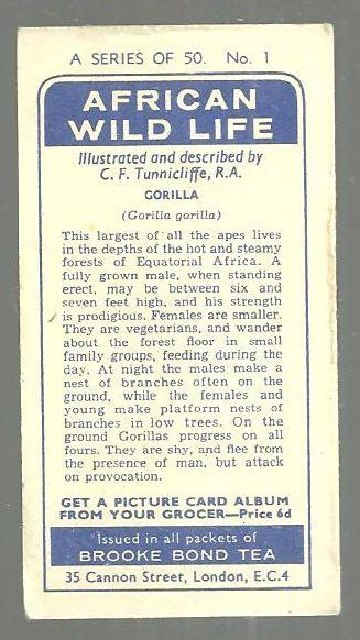 Vintage Brooke Bond Tea Card, London African Wild Life, Gorilla. #1 of Series