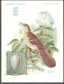 Trade Card Singer Sewing Machine American Song Birds Series Brown Thrasher