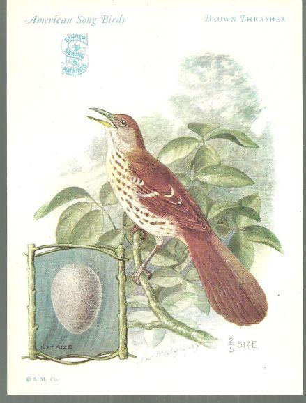 Trade Card Singer Sewing Machine American Song Birds Series Brown Thrasher