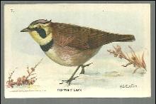 Victorian Trade Card for Church and Dwight Cow Brand, Baking Soda Horned Lark