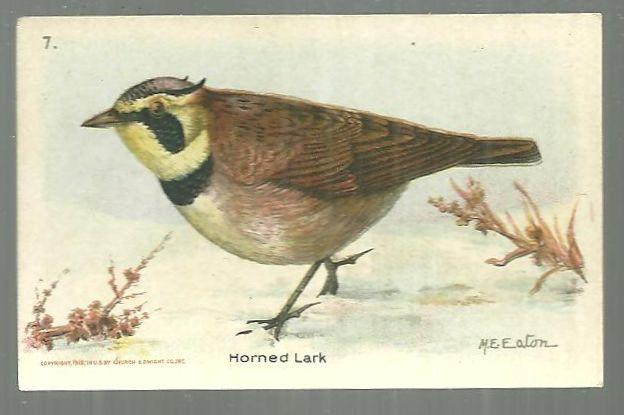 Victorian Trade Card for Church and Dwight Cow Brand, Baking Soda Horned Lark