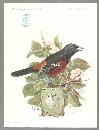 Trade Card Singer Sewing Machine American Song Birds Series Orchard Oriole