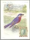 Victorian Trade Card Singer Sewing Machine American Song Birds Series Blue Bird