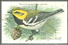 Victorian Trade Card Church and Dwight Cow Brand Black Throated Green Warbler