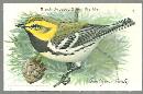 Victorian Trade Card Church and Dwight Cow Brand Black Throated Green Warbler