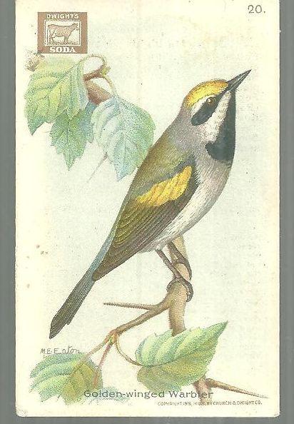 Victorian Trade Card Church and Dwight Cow Baking Soda Golden-Winged Warbler