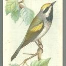 Victorian Trade Card Church and Dwight Cow Baking Soda Golden-Winged Warbler