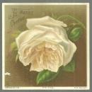 Victorian Merry Christmas Card with White Rose