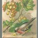 Victorian Christmas Card with Robin Wishing You a Joyous Christmas