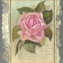 Victorian Christmas Card with Large Pink Rose and Fringe Season's Best Wishes