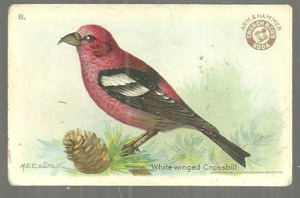 Victorian Trade Card Church and Dwight Cow Baking Soda White-Winged Crossbill