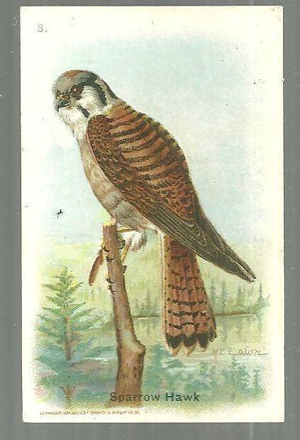 Victorian Trade Card for Arm and Hammer Useful Birds of America The Sparrow Hawk