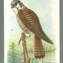 Victorian Trade Card for Arm and Hammer Useful Birds of America The Sparrow Hawk