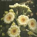 Arizona Highways Magazine March 1973 The Desert and Cactus