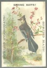 Victorian Trade Card for Besse, Bryant & Co. Spring and Summer Clothing Bluejay
