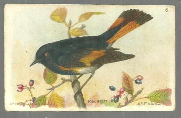 Victorian Trade Card for Arm and Hammer Useful Birds of America Redstart 8th Series #5