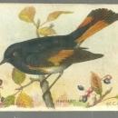 Victorian Trade Card for Arm and Hammer Useful Birds of America Redstart 8th Series #5