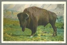 Postcard of Buffalo, American Bison Bull, Yellowstone Park, Wyoming #21202