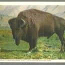 Postcard of Buffalo, American Bison Bull, Yellowstone Park, Wyoming #21202