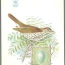 Victorian Trade Card for Singer Sewing Machine Song Birds Series Wood Thrush