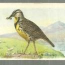 Victorian Trade Card for Arm and Hammer Useful Birds of America Meadowlark