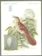 Victorian Trade Card for Singer Sewing Machine Song Birds Series Brown Thrasher