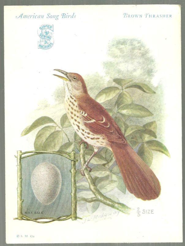 Victorian Trade Card for Singer Sewing Machine Song Birds Series Brown Thrasher