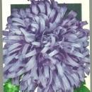 Vintage Empty Package for Aster, Blue Gem. R. H. Shumway, Rockford, Illinois