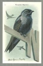 Victorian Trade Card for Church and Dwight Baking Soda with Purple Martin Bird