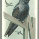 Victorian Trade Card for Church and Dwight Baking Soda with Purple Martin Bird