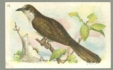 Victorian Trade Card for Arm and Hammer Useful Birds Black-Billed Cuckoo