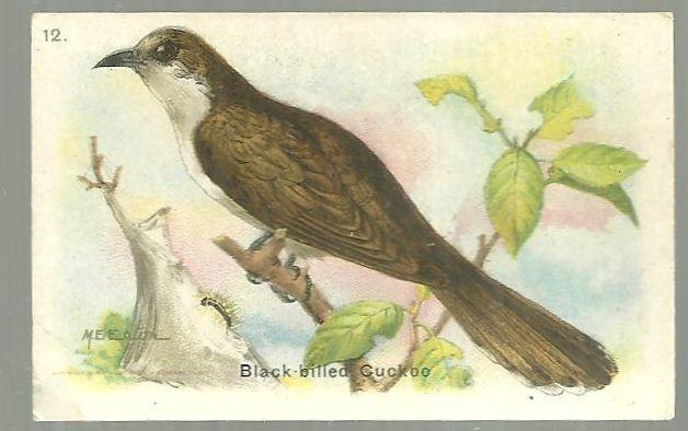 Victorian Trade Card for Arm and Hammer Useful Birds Black-Billed Cuckoo