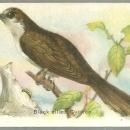 Victorian Trade Card for Arm and Hammer Useful Birds Black-Billed Cuckoo