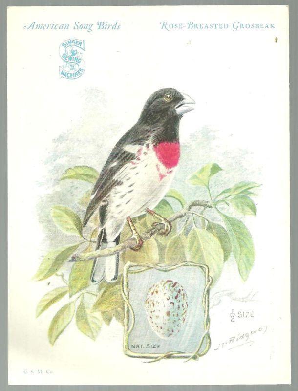 Victorian Trade Card Singer Sewing Machine Bird Series Rose Breasted Grosbeak
