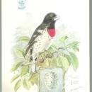Victorian Trade Card Singer Sewing Machine Bird Series Rose Breasted Grosbeak