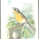 Victorian Trade Card Singer Sewing Machine Bird Series Yellow-Breasted Chat