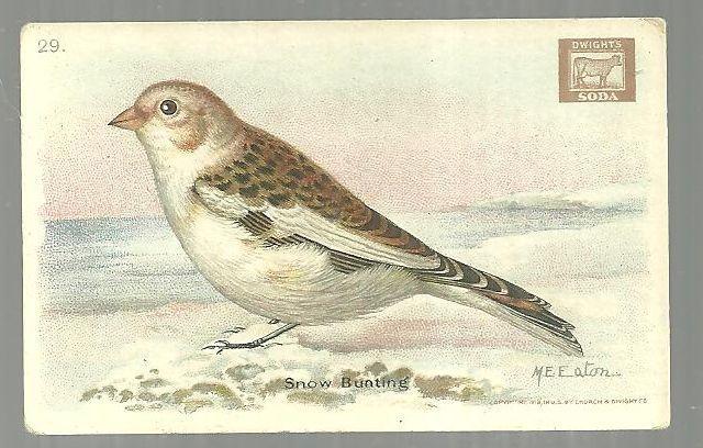 Victorian Trade Card Church and Dwight Cow Baking Soda The Snow Bunting