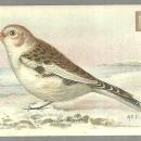 Victorian Trade Card Church and Dwight Cow Baking Soda The Snow Bunting