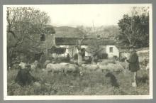 Real Photo Postcard Sheep Farmers Their Dog at Casa de Campo Mallorca, Spain
