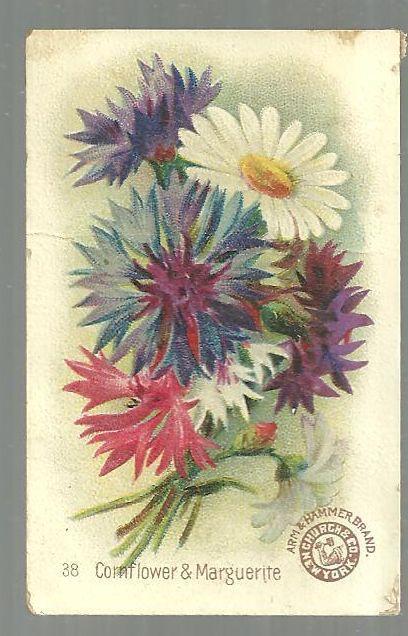 Victorian Trade Card Arm and Hammer Baking Soda Beautiful Flowers Cornflower