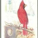 Victorian Trade Card Singer Sewing Machine American Song Birds Series Cardinal