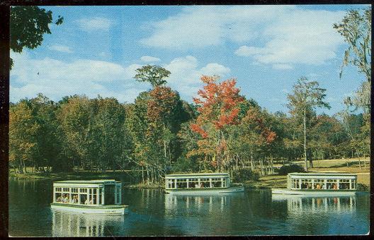 Vintage Unused Postcard of Down River Scene at Florida's Silver Springs