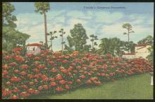 Vintage Unused Postcard of Florida's Gorgeous Poinsettias