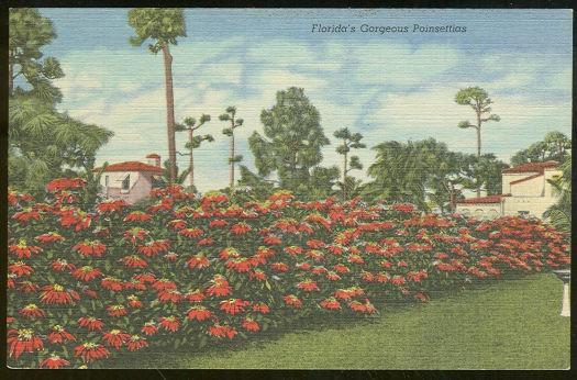 Vintage Unused Postcard of Florida's Gorgeous Poinsettias